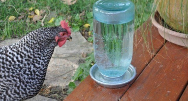 Jak si vyrobit misky na pití pro kuřata a kuřata sami?